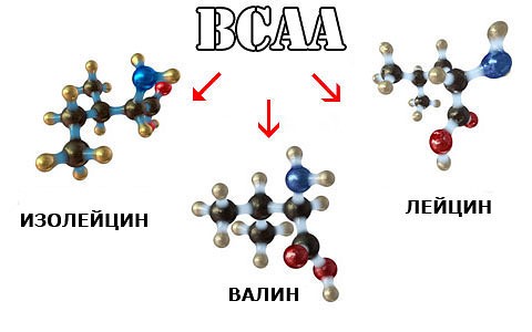 валин, изолейцин, лейцин аминокислоты при тренировках