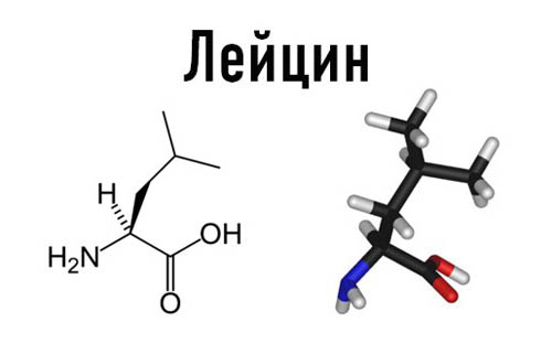 лейцин аминокислоты при тренировках